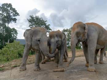 Patong Highlights: Elephant Sanctuary Tour with Transfer