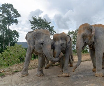 Hoogtepunten van Patong: olifantensafari met vervoer