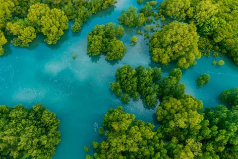 Manuel Antonio: Tour in barca delle mangrovie dell'isola di Damas con pranzo
