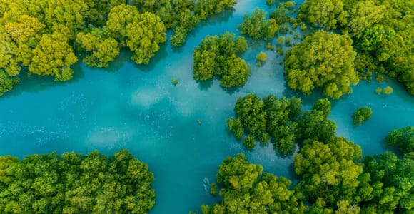 Manuel Antonio: Damas Island Mangrove Boat Tour with Lunch