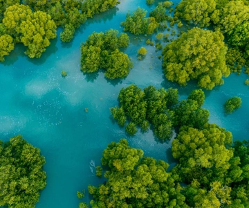 Manuel Antonio: Damas Island Mangrove Boat Tour with Lunch