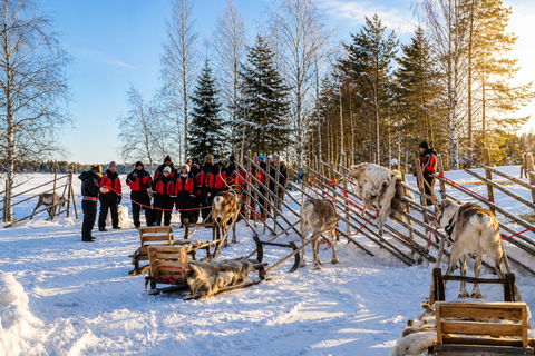 Rovaniemi Reindeer Farm Visit | Photos & Video | Local Guide ⭐ Reindeer Safari | 2.5km | Extended Adventure