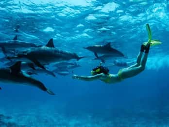 Lovina: Watching Dolphin, Swimming Dolphin Bali Tour