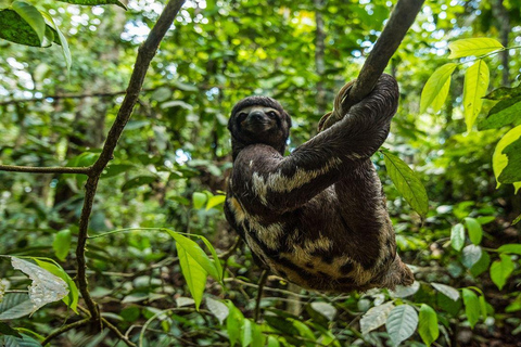 Iquitos: 3-Day Amazon Jungle Adventure with Meals