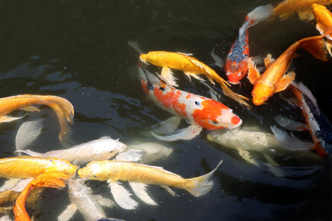 Tokio: Szogun: wycieczka po Wschodnich Ogrodach Pałacu Cesarskiego