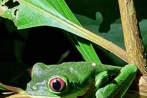 Puerto Viejo: Tour nocturno por la selva salvaje