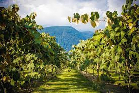 Depuis Vancouver : Visite d'une demi-journée dans la vallée du Fraser pour découvrir les vins