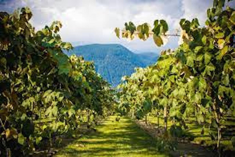 Depuis Vancouver : Visite d'une demi-journée dans la vallée du Fraser pour découvrir les vins