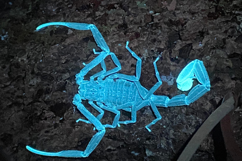 Manuel Antonio: Nachttour mit einem naturkundlichen Führer.Nachttour mit einem naturkundlichen Führer (inklusive Transport)