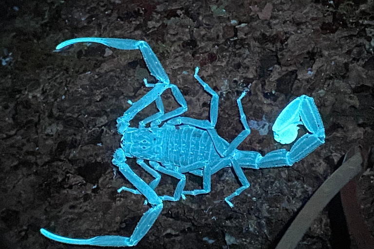 Manuel Antonio : Visite nocturne avec un guide naturaliste.