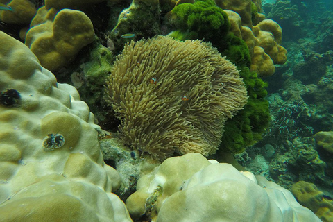 Ko Lanta: Snorkling i Koh Rok &amp; Koh Haa - Andamanernas pärlor