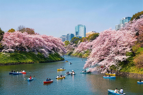 Tokyo: Sky Lunch, Ueno Cherry Blossom & Meguro Night Trip