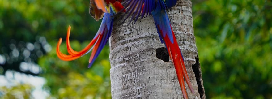 Manuel Antonio : Tour de l'ara écarlate avec photos professionnelles