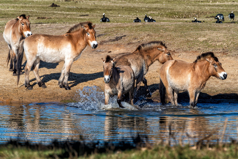 Hustai National Park Wild Horse Sunset Tour