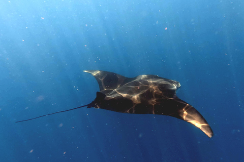 Protected natural reserve: Whale Shark Aqua Safari