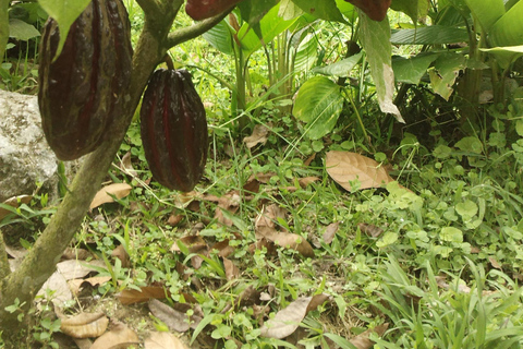 Bosque nublado de Mindo: Aventura y naturalezaMindo full day - Aventura y naturaleza - transporte público