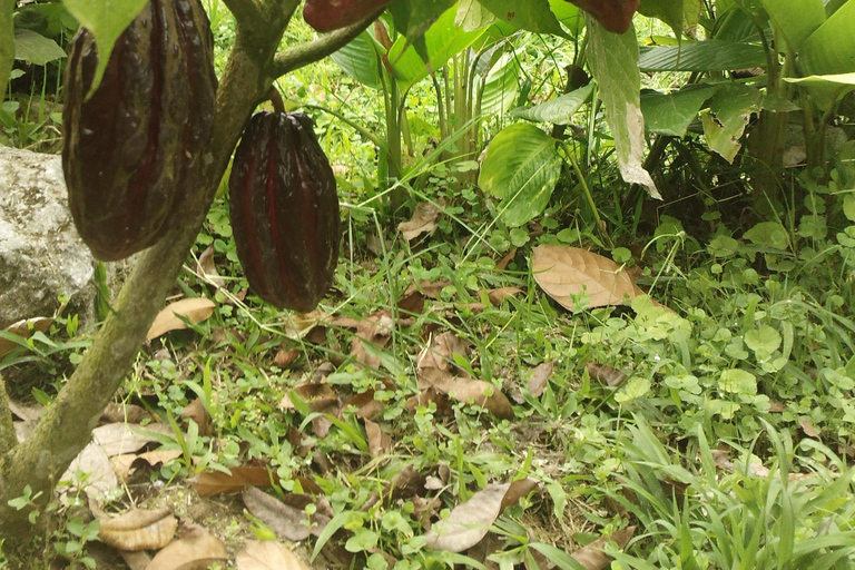 Bosque nublado de Mindo: Aventura y naturalezaMindo - Aventura y naturaleza - transporte privado