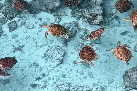 Zanzibar: Mnemba Dolphin, Jozani Forest & Turtle Sanctuary Private Tour without Hotel transfer