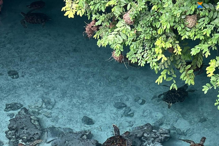 Zanzibar: Mnemba Dolphin, Jozani Forest & Turtle Sanctuary Private Tour without Hotel transfer