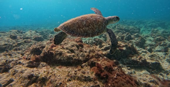 Snorkeling trip with a certified local guide