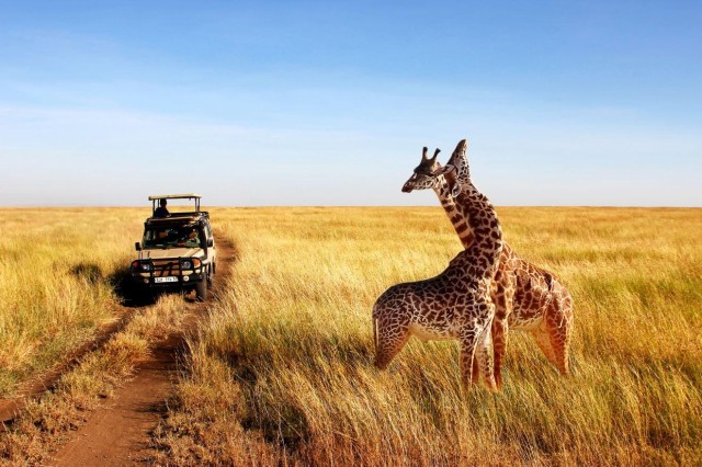 Visit Half Day Safari from Durban in Durban, KwaZulu-Natal