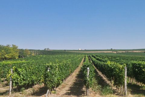 From Plovdiv: Wine Escape to the Rhodope Foothills