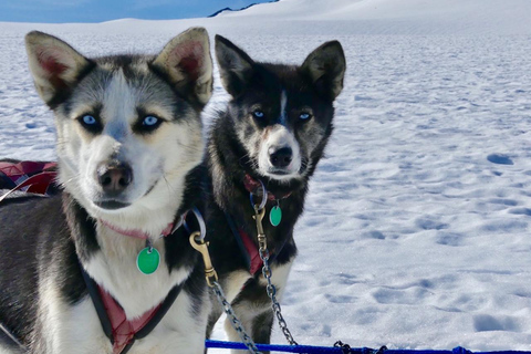 Seward, Alaska: Helicopter Glacier Dog Sledding Adventure