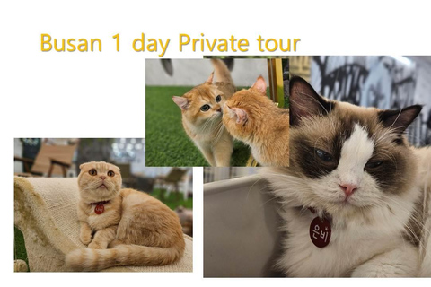 Busan privétour met een gediplomeerde gidsChinees sprekende gids