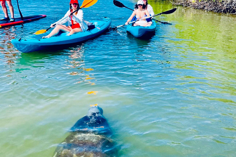 Tour d'avventura con delfini, lamantini e tartarughe marine a Bonita Springs!