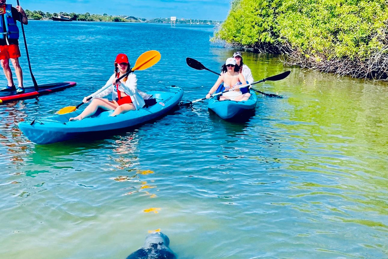 Tour d'avventura con delfini, lamantini e tartarughe marine a Bonita Springs!