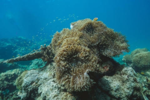 Khao Lak: Na Yak Island Canoeing and Snorkeling Tour