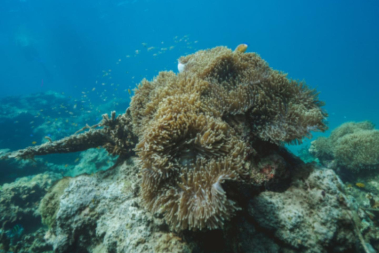 Khao Lak: Na Yak Island Canoeing and Snorkeling Tour