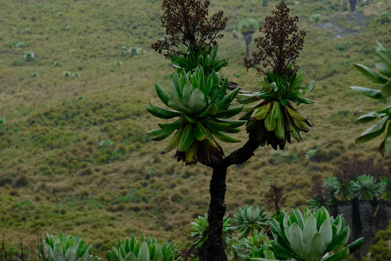Aberdare National Park: Mount Satima Overnight Hike