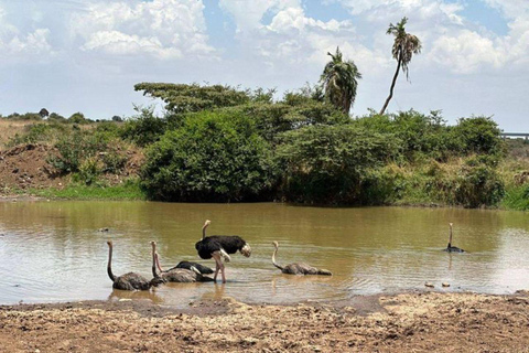 Demi-journée au parc national de Nairobi avec prise en charge gratuite