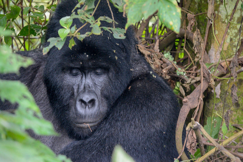 7 dagars Rwanda &amp; Uganda Primates Trekking &amp; Wildlife Tour