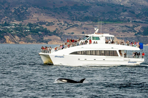 San Pedro: West Harbor LA Dolphin & Whale Watching Cruise