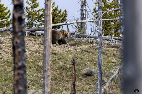 Cody: Yellowstone the Volcano All-Inclusive Lower Loop Tour
