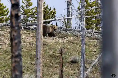 Cody: Yellowstone the Volcano All-Inclusive Lower Loop Tour