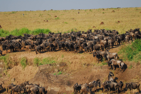 Nairobi:5Days Maasai Mara,Lake Nakuru &Naivasha Group Safari Accomodation Upgrade