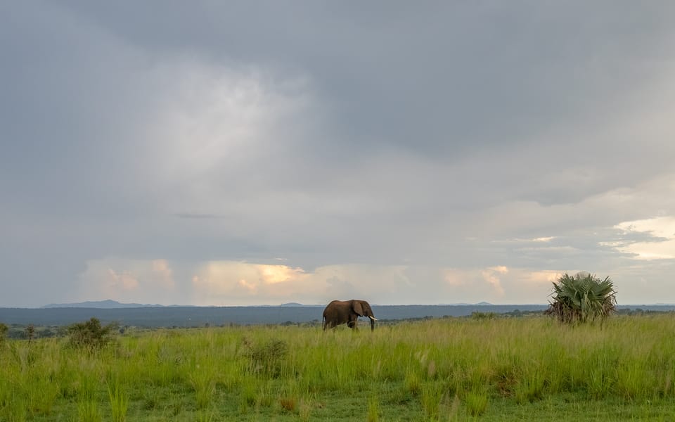 Murchison Falls Big Safari En White Rhino Tracking Getyourguide