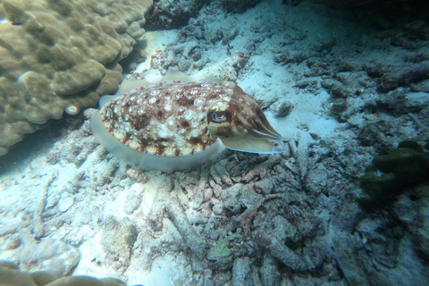 Ko Lanta: Smaragdhöhle und 4 Inseln Tour mit dem Longtailboot