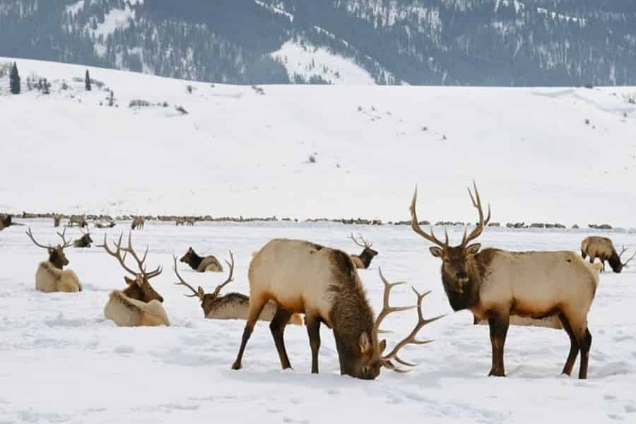 Grand-Teton-Nationalpark: Wildtier-Safari im Winter. Foto: GetYourGuide Grand-Teton-Nationalpark: Wildtier-Safari im Winter. Foto: GetYourGuide