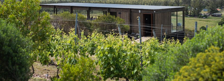 Piriápolis : visite de la cave Cerro del Toro Signature Grapes