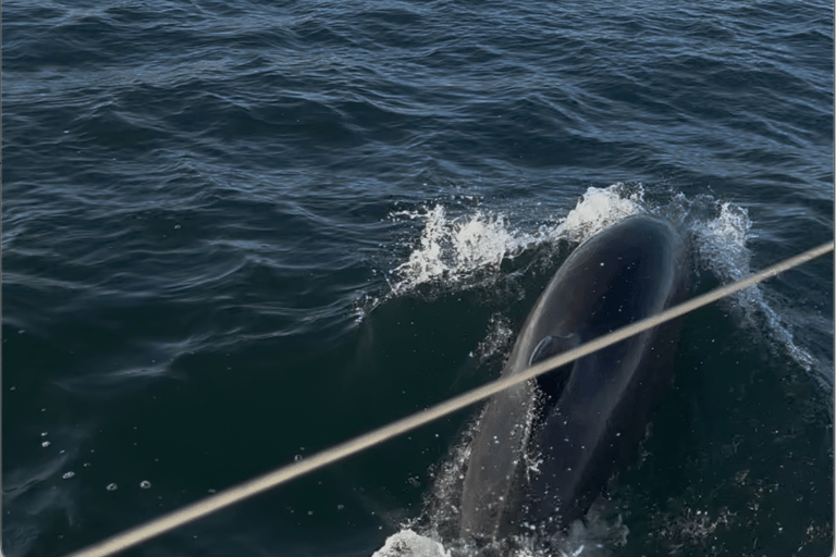 San Diego: Sunset Sailing Tour with Wildlife Watching