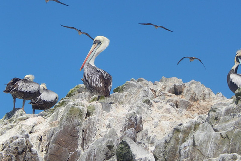 Ballestas-Huacachina oasis and overflight in Nasca from Lima