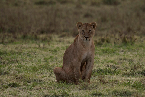 Aventure safari de 2 jours à Nyerere depuis Zanzibar par vol