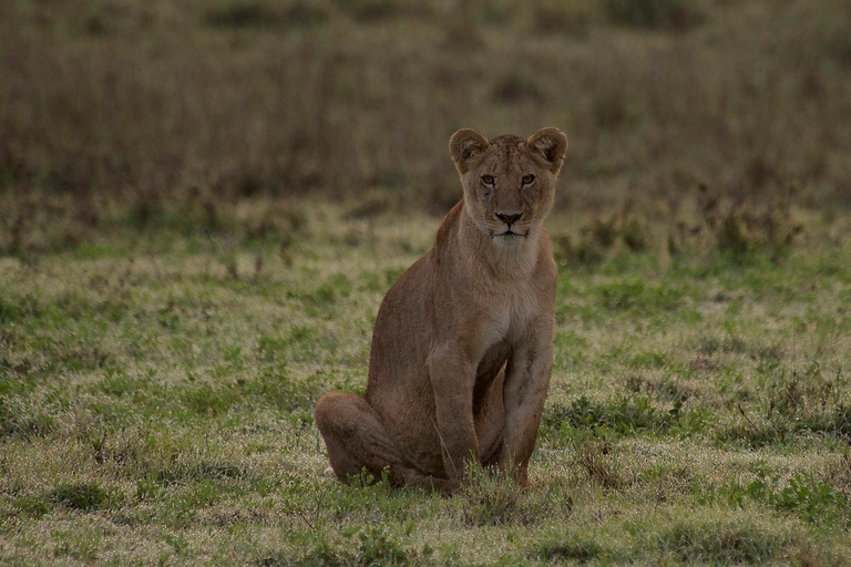 Aventura de safari de 2 dias para Nyerere a partir de Zanzibar em voo