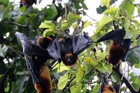 Pemba Island: Flying Fox Sanctuary Tour