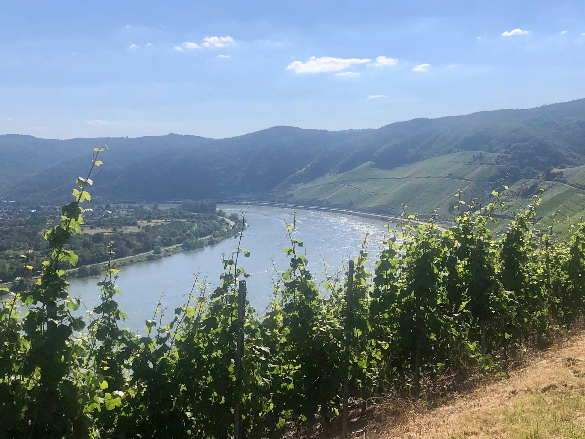 Boppard: Frühlingswanderung durch Wald und Weinberg und ein Gläschen Wein