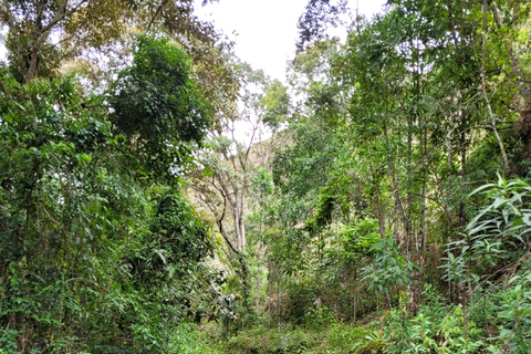 CAMINHO DO OURO - Geführte Tour durch den Atlantischen Wald, Wasserfälle und Geschichten.